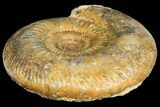 8.35" Parkinsonia Dorsetensis Ammonite - England - #131899-1